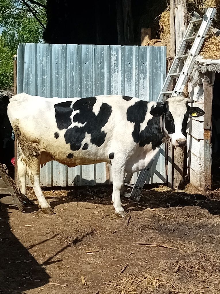 Vaca de Vanzare Celaru Dolj