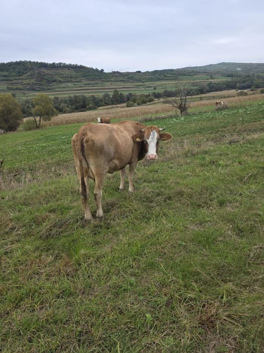 Junincă de 3 ani cu lapte
