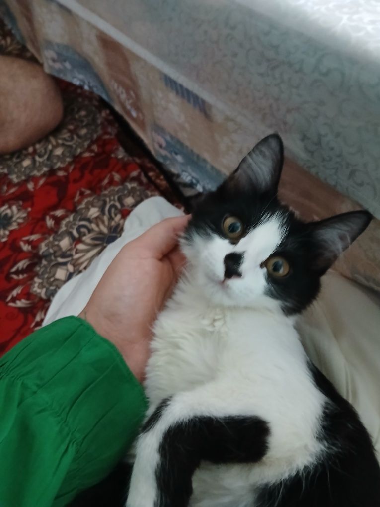 Mushuk hadyaga ishonchli odamlarga beriladi