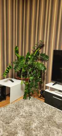 Planta decorativa Zamioculcas Zamiifolia