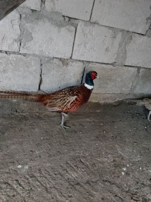 Vând fazanii argintii, auriu pe roșu și comuni