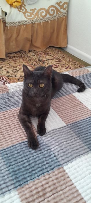 Отдам кота Тома в хорошие руки