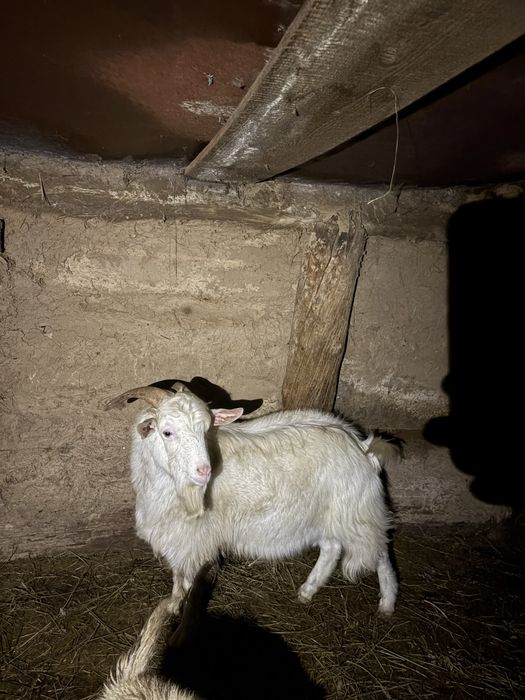 Продается козел.