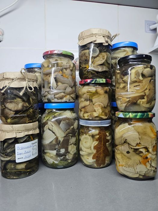 Грибы, 2025 года