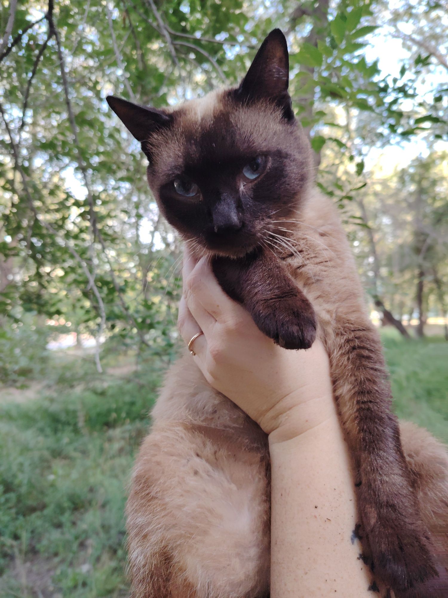 Пристраивается котик