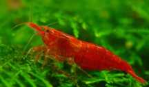 Vand creveti Red Cherry Shrimp Neocardinia davidi