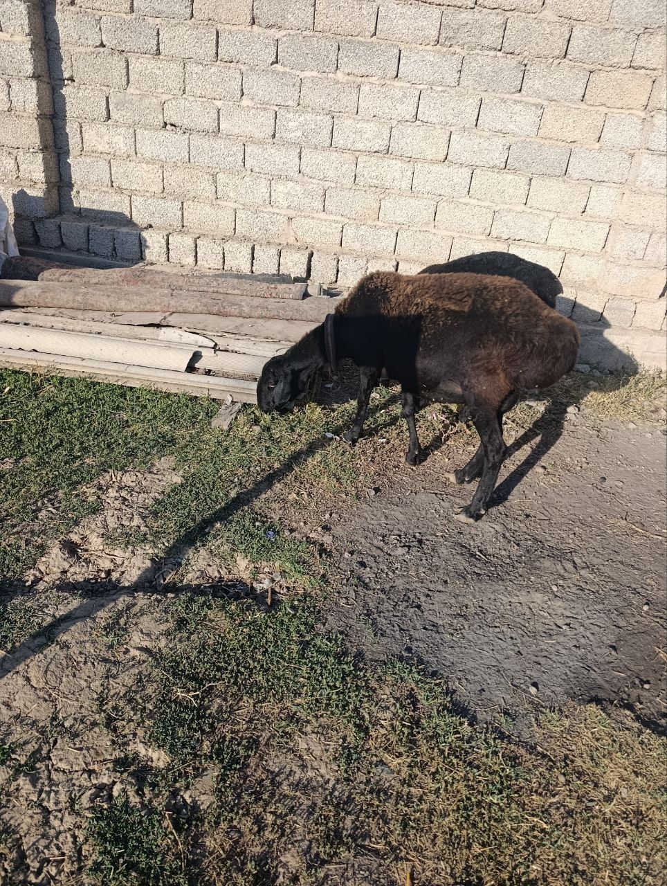 Ona qoy sotiladi