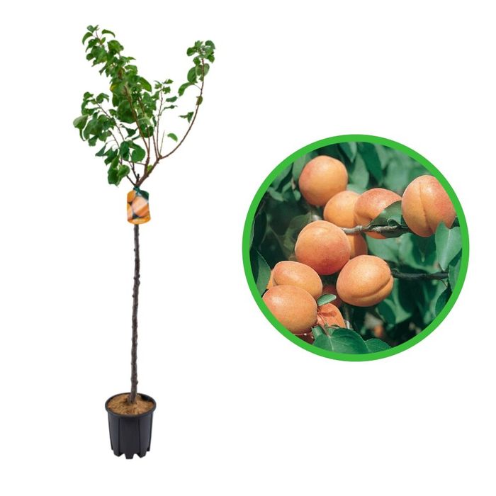 Pomi Fructiferi La GHIVECI (CAIS )