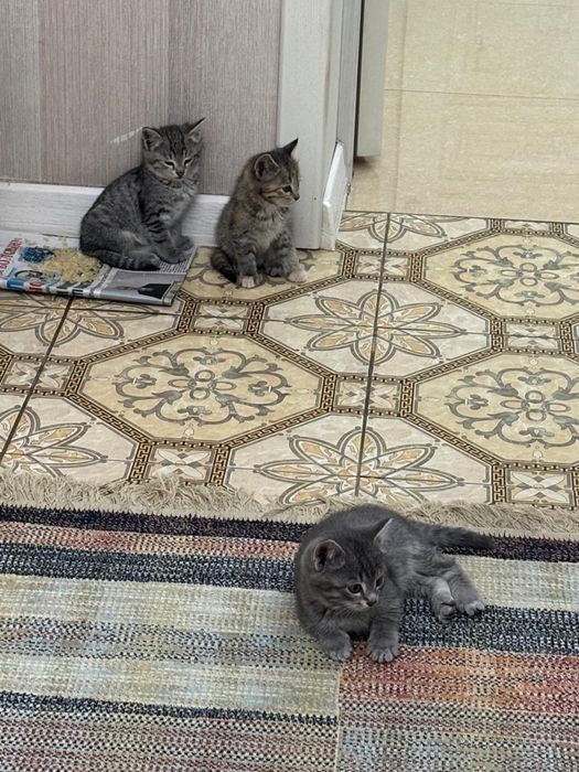 отдам в хорошие руки