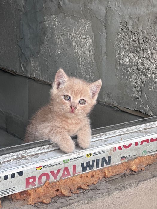 Отдам в хорошие руки котят