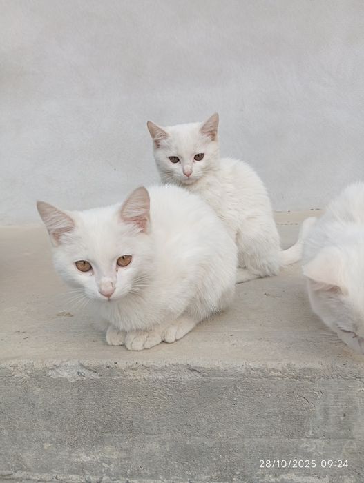 Mushuk bolalari sotiladi