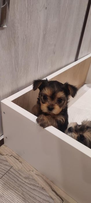 Йоркширски териер