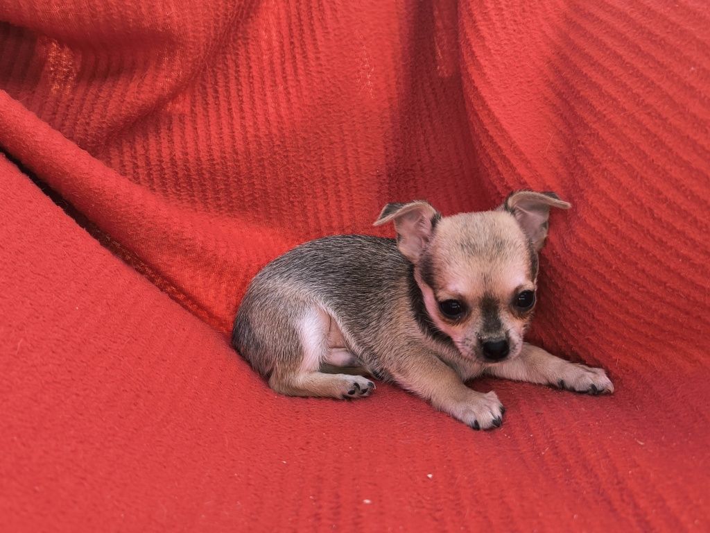 Vand baietel Chihuahua mini