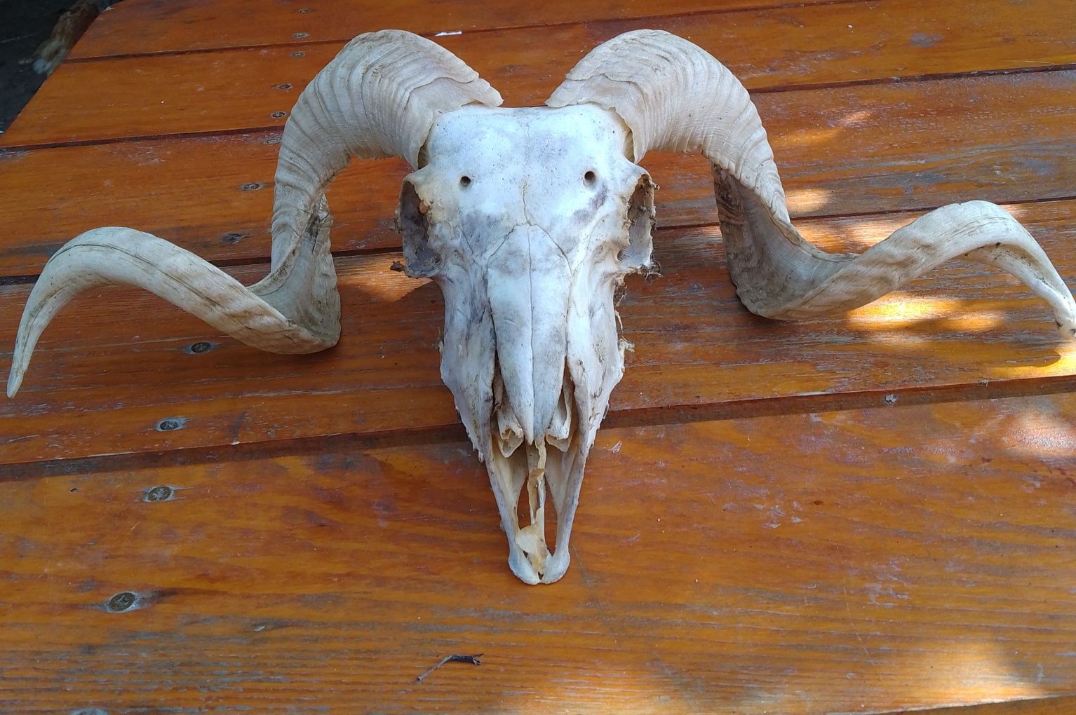 Craniu de berbec