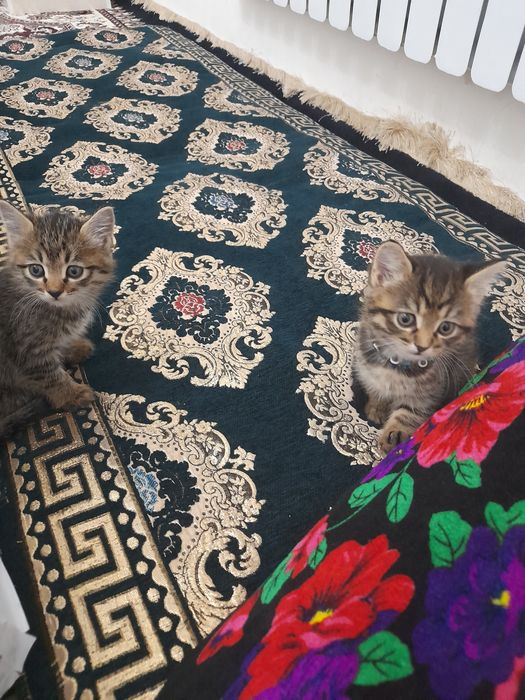 Мушуклар берилади