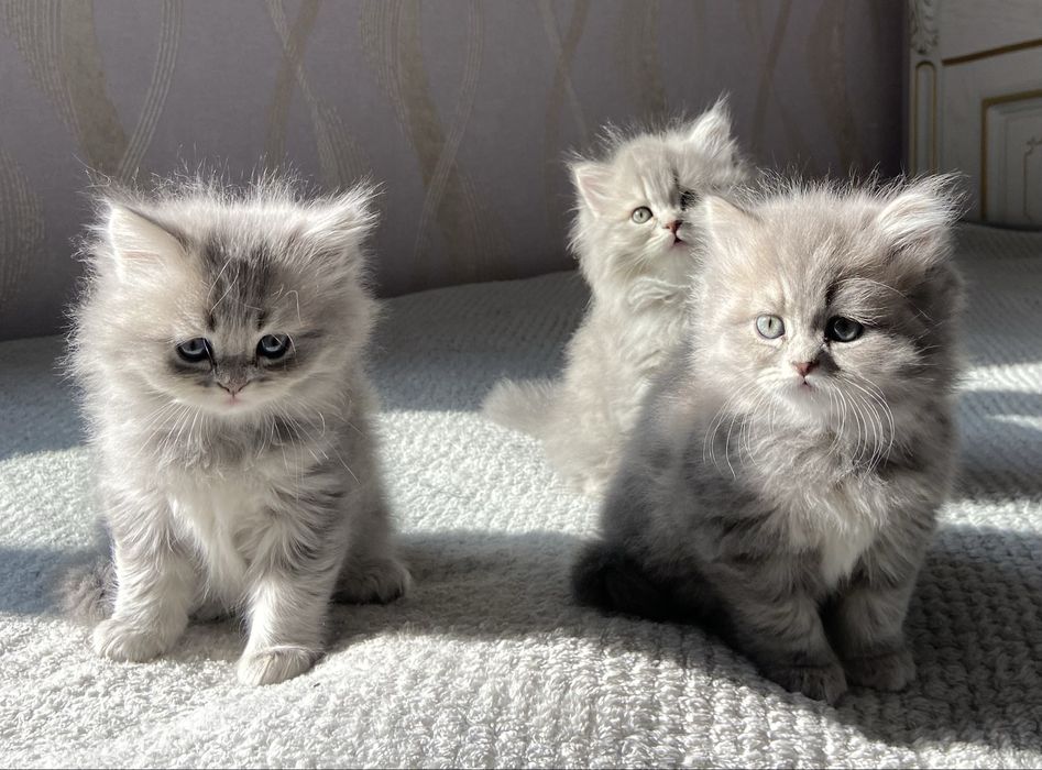 продается котята