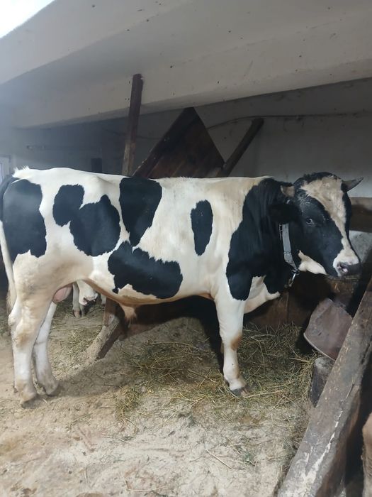 Vand taur holstein