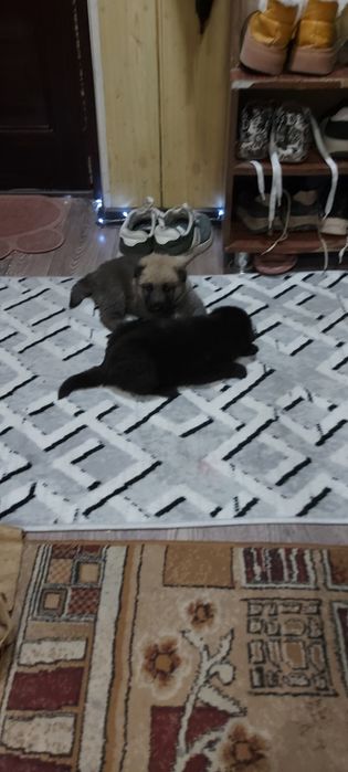 Продам щенков ВЕО (восточно европеской овчарки)