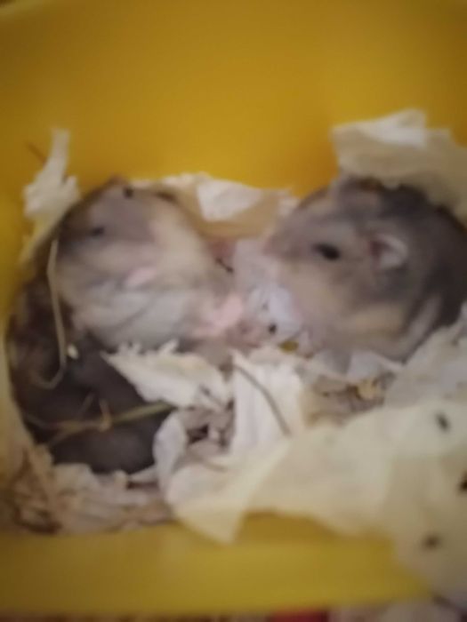 Hamsteri pitici siberieni