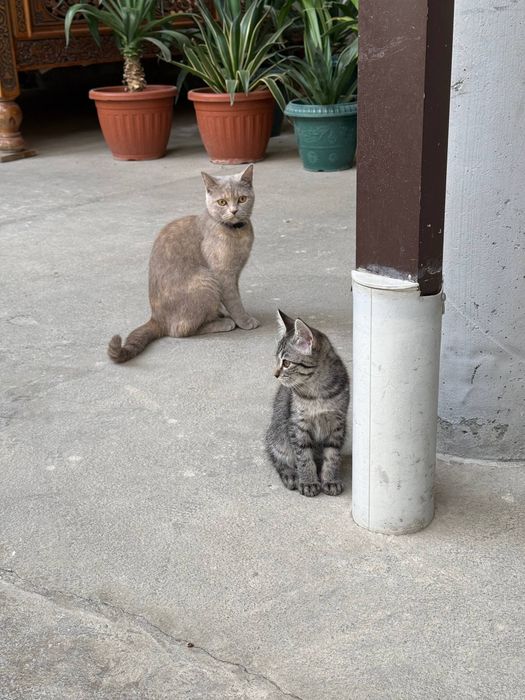 Mushuk qizbola parodali pasporti bor bolasi bonus