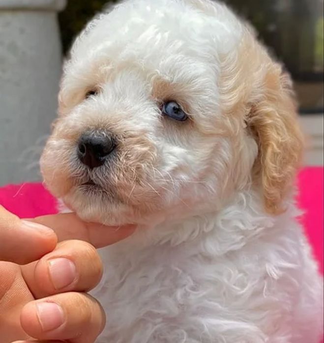 Maltipoo pudel fetiță 1000 lei
