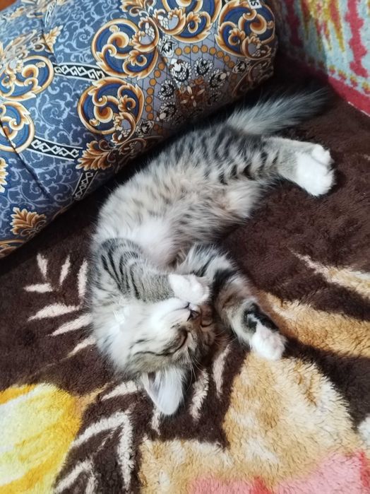 Котенок 3 месяца, девочка. Отдам ответственным людям