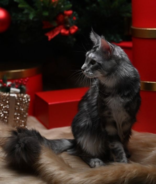 Pisică Maine Coon- Esfir