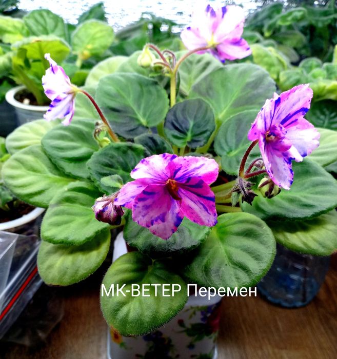 Продам сортовые фиалочки