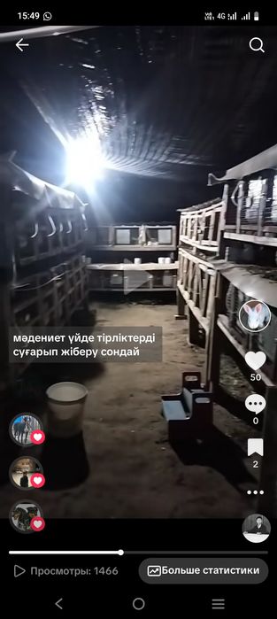 Мясо кролика  
Всегда свежее мясо. 
Очень вкусный и нежный 
Кормим нат