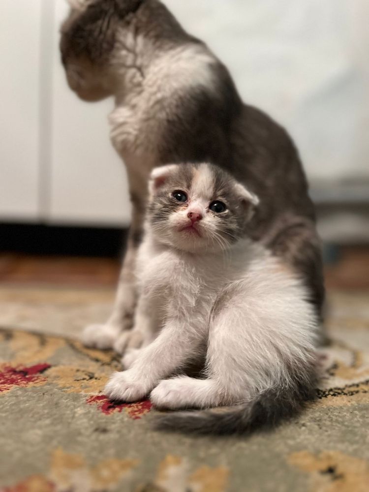Котята бесплатно