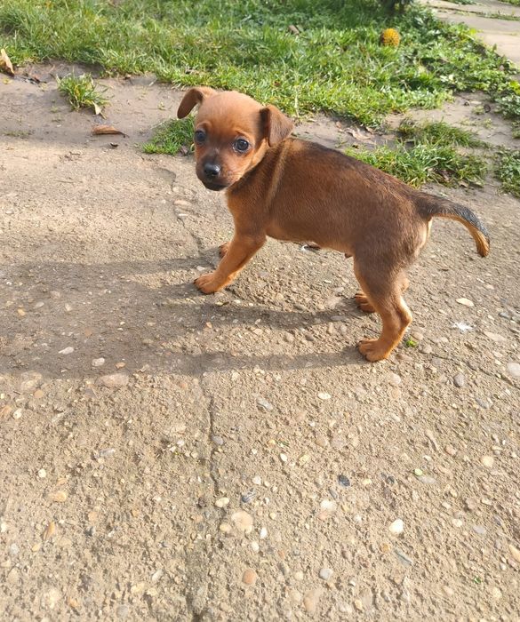 Продавам Мъжко Пинчер