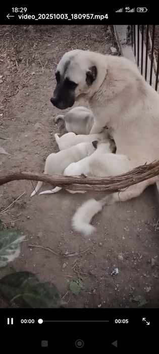 Турк Канголи сотилади