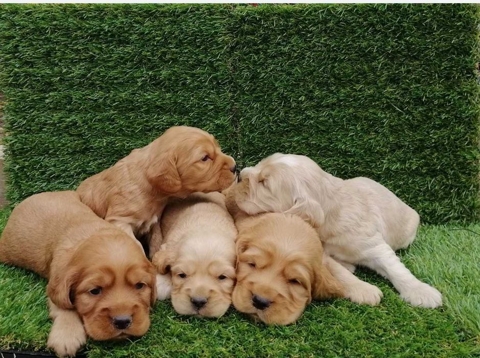 Продавам кокер шпаньол