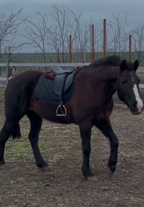 De vanzare, iapa pentru echitatie