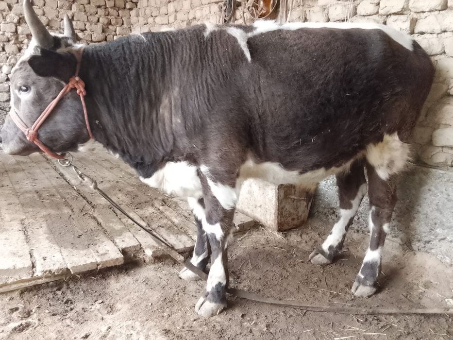 1.5 жасар бұқалар