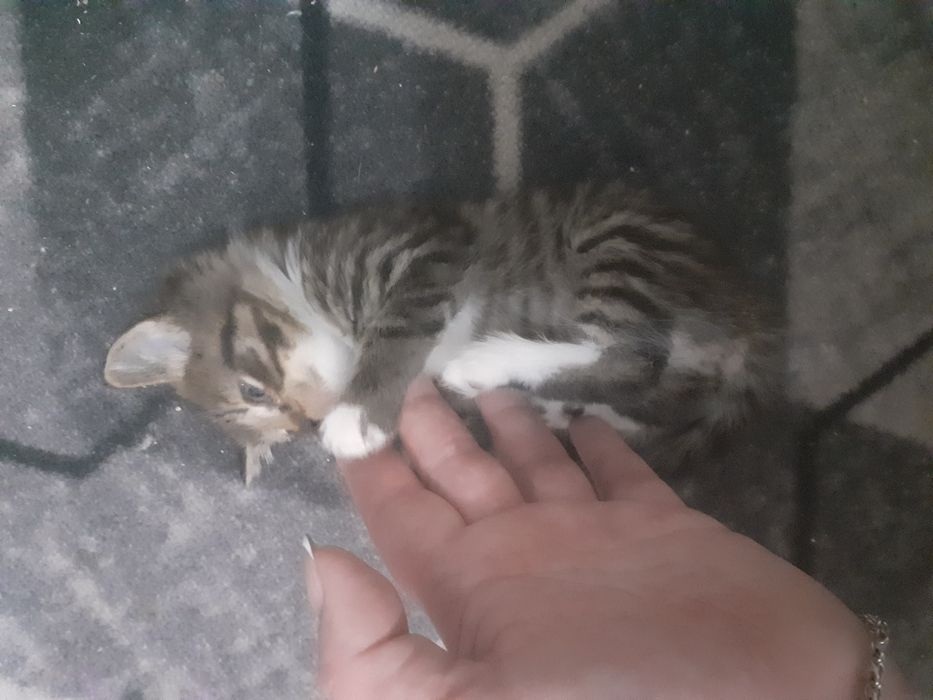 Срочно котёнок девочка