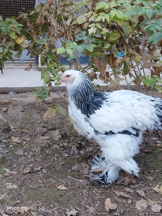 Светлий брама товуқлари.