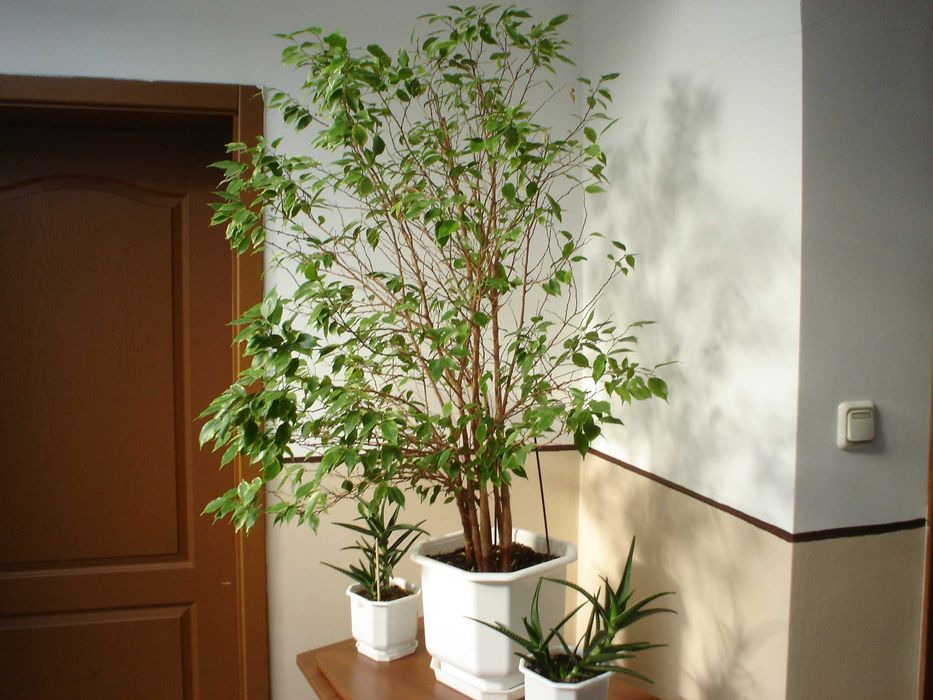 Sony Cybershot DSC P-43