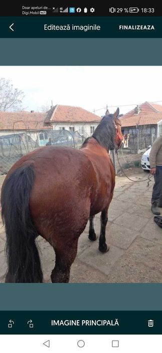 Vand iapa talie mare bistret