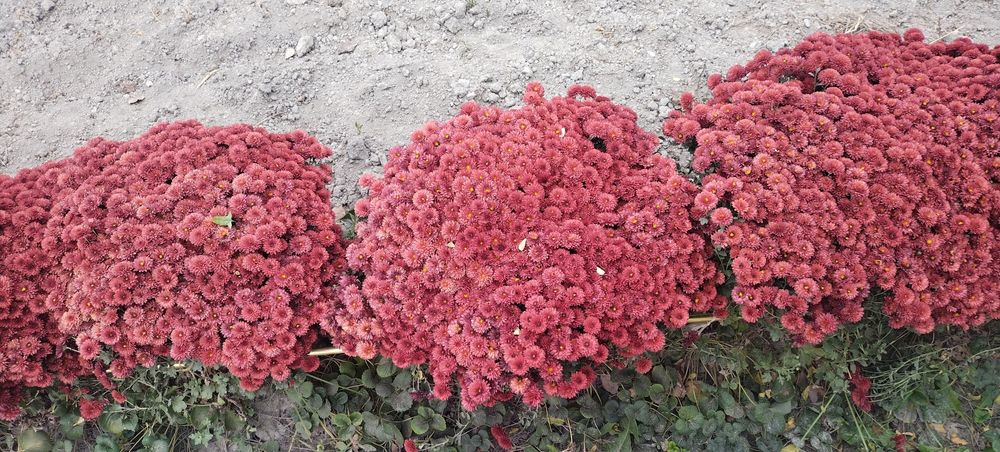 Xrezantema  gullari  juda  ajoyib  gullagan