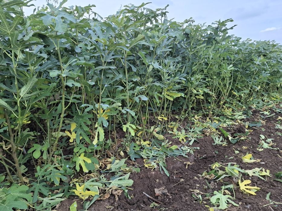 Smochini anul 3 la 50 lei