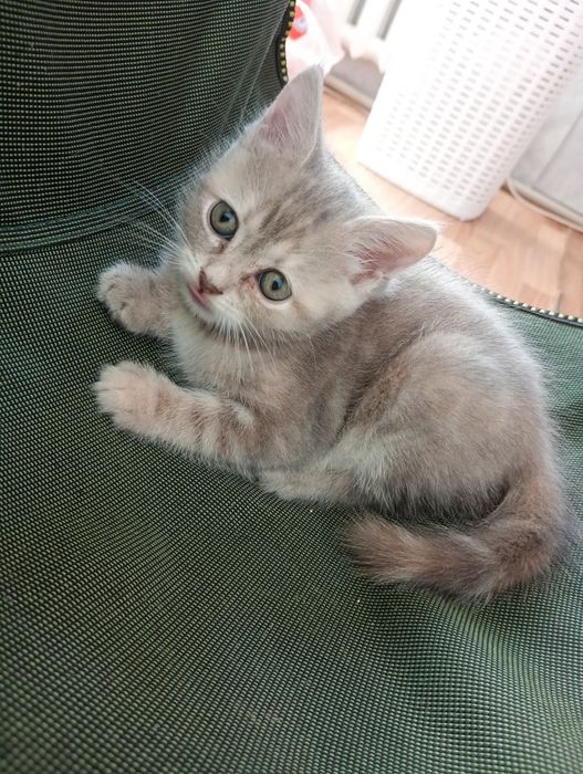 Отдам котят девочки