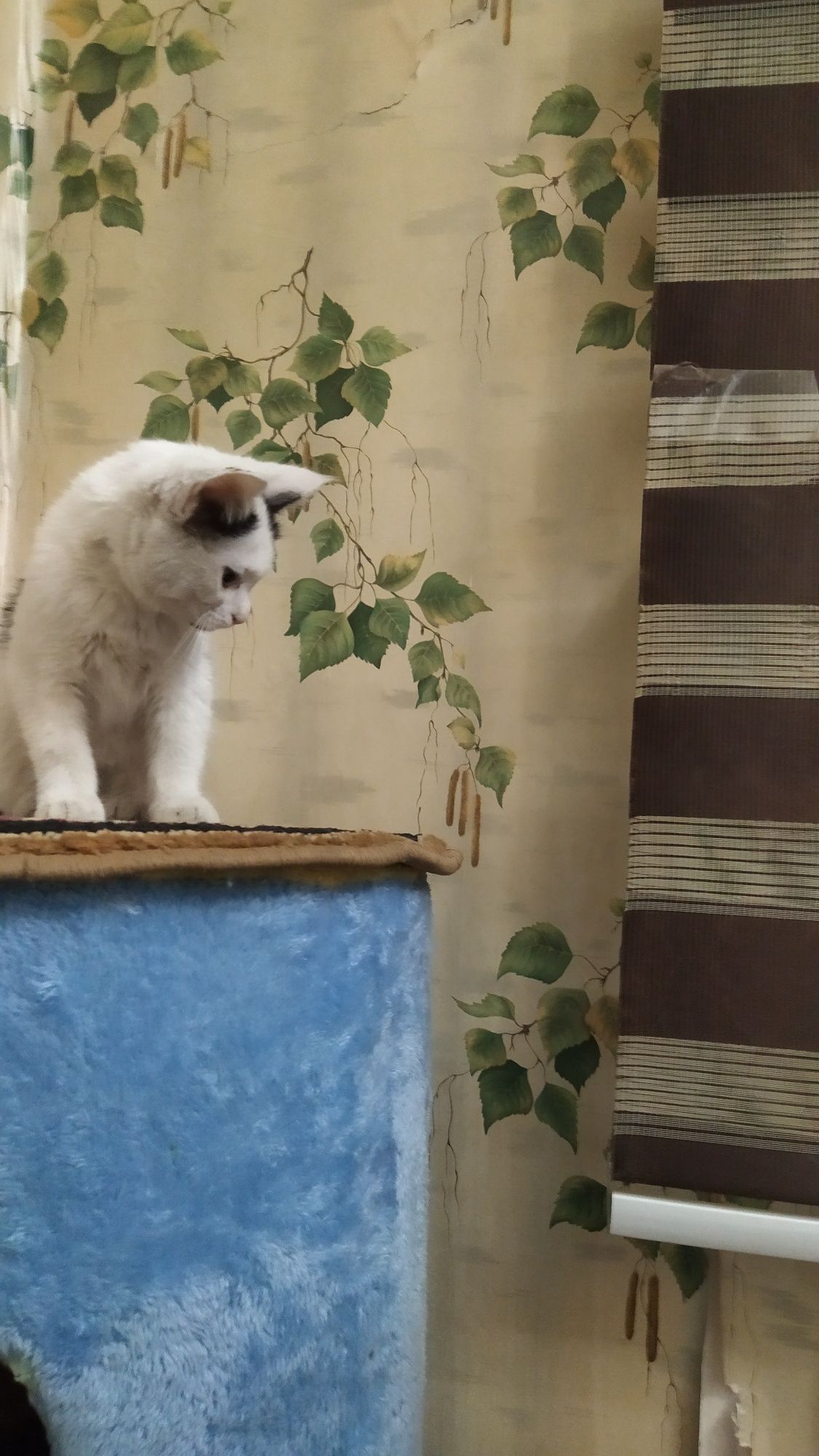 Игривая красивая котенок