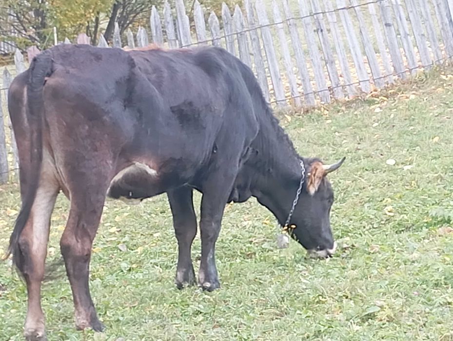 Vaca și junica tinere