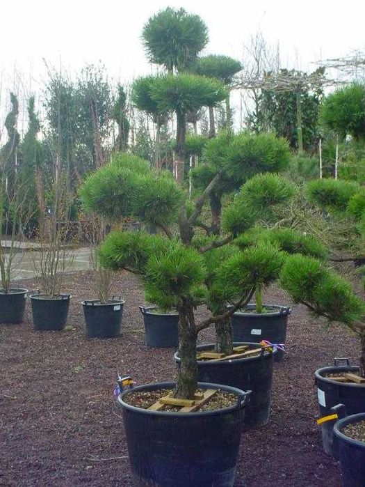 Bonsai Pin negru 1,8 m