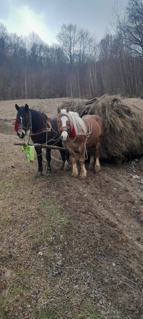 Armăsar blând bun de lucru 3400€