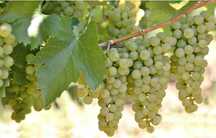 Struguri de vin albi-negri soiuri alese pret producator cu transport