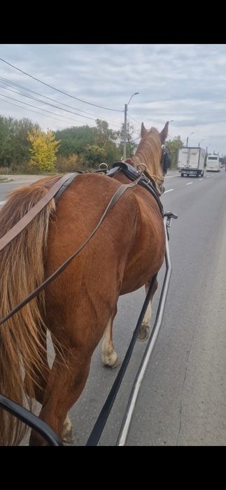 Vând iapă extrem de cuminte