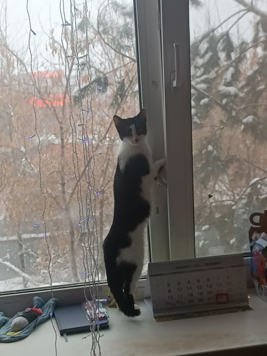 Отдам кошку бесплатно