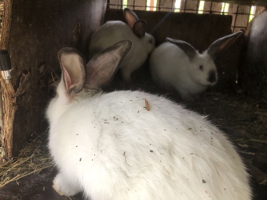 Iepuri Californieni 12 luni